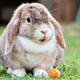 Miniature lop rabbit.